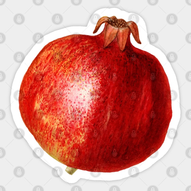 Pomegranate Sticker by RadiantMonk